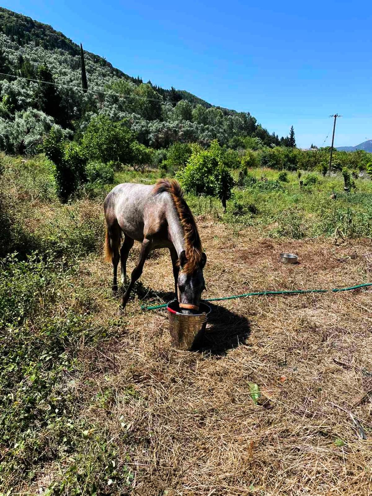 Lily Home_Lefkada ~ Private Country House Kondaraíni Exterior photo